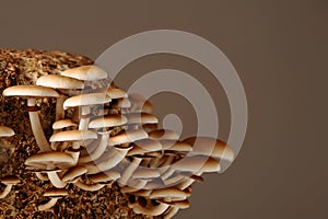 Honey mushrooms in mushrooms farm grow together in groups.