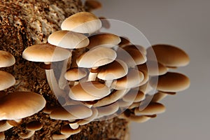 Honey mushrooms in mushrooms farm grow together in groups.