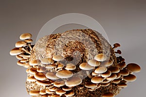 Honey mushrooms in mushrooms farm grow together in groups.