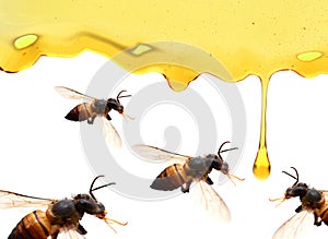 Honey mustard sauce. Splashes and spilled salad dressing with spoon isolated on white background. Top view.