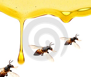 Honey mustard sauce. Splashes and spilled salad dressing with spoon isolated on white background. Top view.