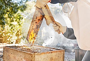 Honey, production and beekeeper with brush and honeycomb wood frame while working on bee farm for sustainability, food