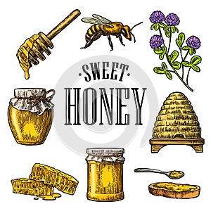 Honey set. Jars of honey, bee, hive, clover, honeycomb. Vector vintage engraved illustration