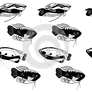 Honey, spotted and moon gourami seamless pattern in engraving style.Trichogaster labyrinth fish from South Asia. Aquarium inhabita