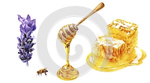 Honey stick, bee and honeycomb with lavender flower watercolor isolated on white background