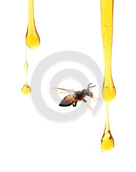 Honey stick and bowl of pouring honey isolated on white background with clipping path.