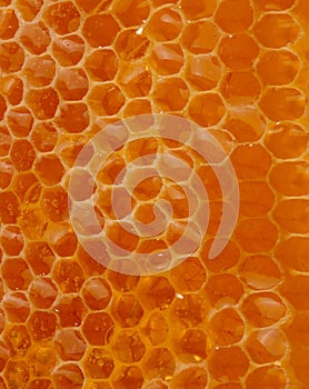 Honey Texture