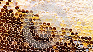 Honey wax frame with sealed honey close up slow motion 4k.