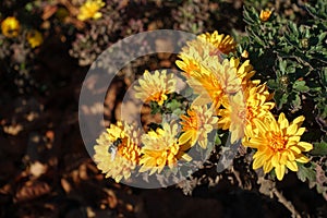 Honey yellow flowers of Chrysanthemum