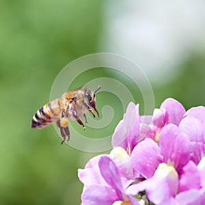 Honeybee