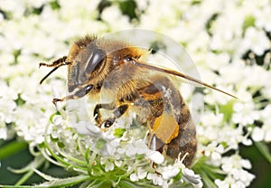 Honeybee photo