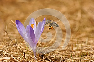 Honeybee Apis mellifera, bee flying over the crocus in the spring