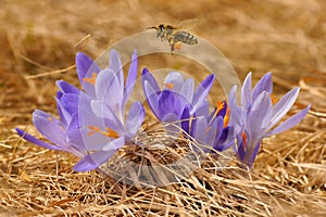 Honeybee Apis mellifera, bee flying over the crocuses in the spring