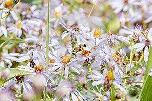 Honeybee Apis mellifera Seeking Pollen in Alpine Wildflowers