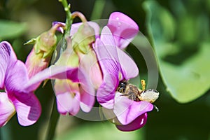 A honeybee Apis mellifica sitting on a pink vetch photo