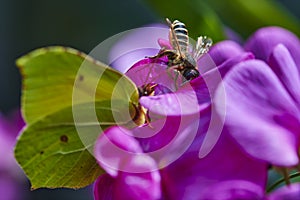 A honeybee Apis mellifica sitting on a pink vetch. In the foreground you can see an unfocussed brimstone butterfly photo
