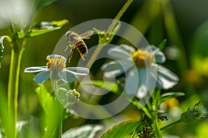 Honeybee aproaching a Flower