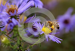Honeybee on aster photo