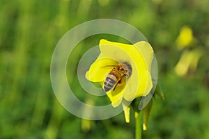 Honeybee on Bermuda buttercup flower photo