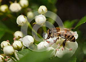 Honeybee on blossom whitethorn