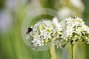 Honeybee on blossoming alluvium in a field