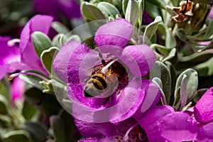 Honeybee buried in purple sage flower