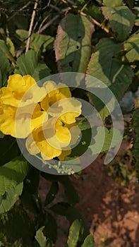 Honeybee busy in yellow  flower in spring field -honey bee work