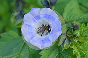 Honeybee collect nectar from a purple flower