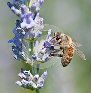 Honeybee collecting nectar photo