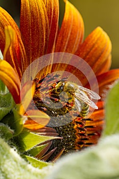 Honeybee collecting nectar from a beautiful yellow sunflower. Ecology, environment and gardening concept