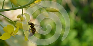 Honeybee collecting nectar in bright yellow flower