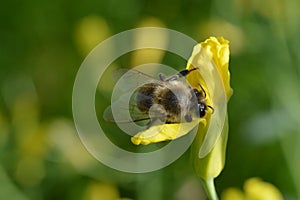 Honeybee collecting nectar in bright yellow flower