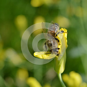 Honeybee collecting nectar in yellow flower in spring