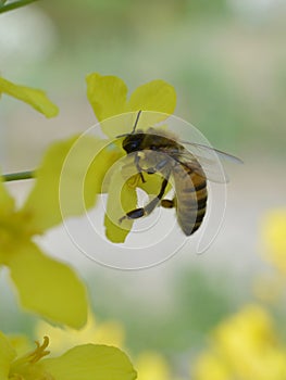 Honeybee collecting nectar in yellow flower in spring