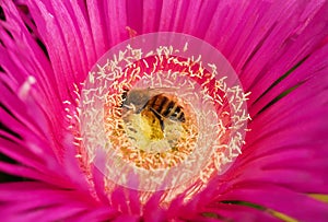 Honeybee collecting pollen