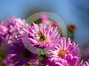 Honeybee collecting pollen from Chrysanthemum flower