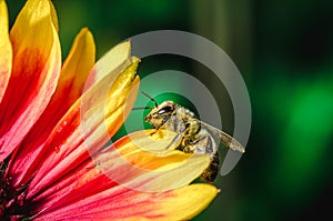 Honeybee collecting pollen on a colourful flower/Bee crawls over the stickers of a multicolored flower. Green background