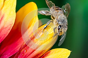 Honeybee collecting pollen on a colourful flower/Bee crawls over the stickers of a multicolored flower. Green background