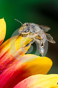 Honeybee collecting pollen on a colourful flower/Bee crawls over the stickers of a multicolored flower. Green background