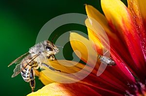 Honeybee collecting pollen on a colourful flower/Bee crawls over the stickers of a multicolored flower. Green background