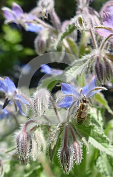 Honeybee collecting pollen from fuzzy borage flowers