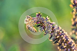 Honeybee collecting pollen on purple flowers of bastard indigo-bush