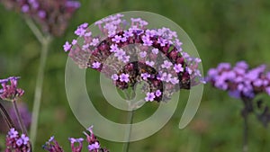 Honeybee collecting pollen on a purple verbena bonariensis flower
