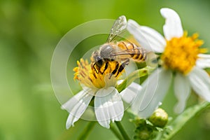 Honeybee collecting pollen