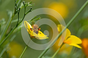 Honeybee collects nectar in Eschscholzia californica flower.