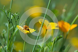 Honeybee collects nectar in Eschscholzia californica flower.