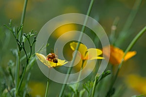 Honeybee collects nectar in Eschscholzia californica flower.