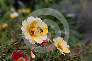 Honeybee collects nectar from flower of portulaca. Purslane flowering, macro. Entomology concept. Ecology theme