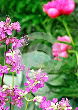 honeybee collects nectar from flowers