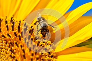 Honeybee collects nectar on the flowers of a sunflower